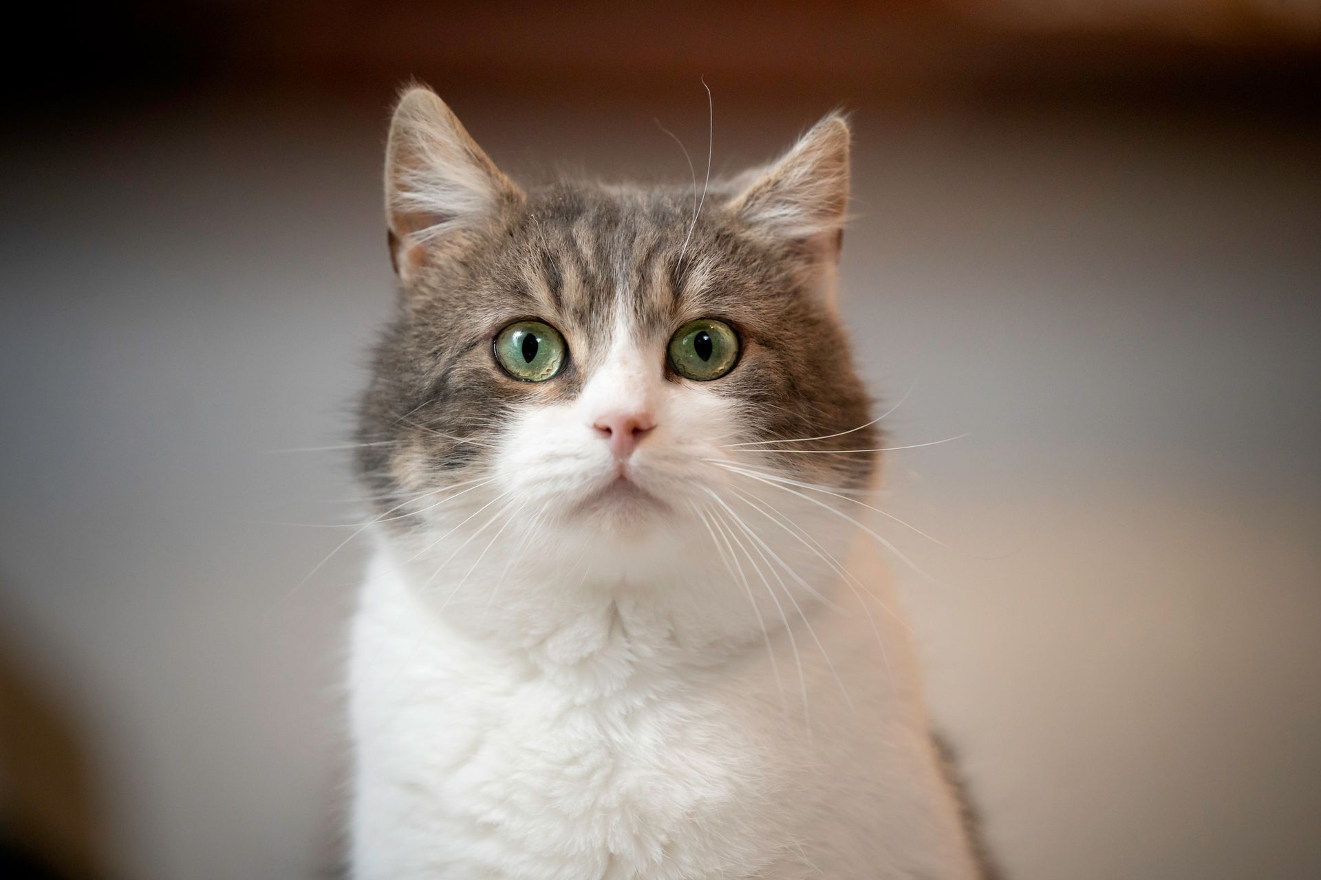Gray and white cat with green eyes looks upwards.