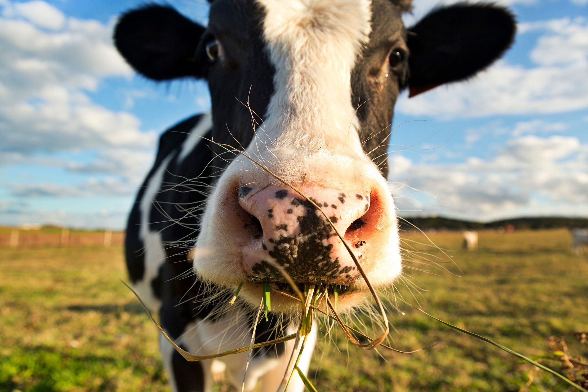 Close-up of a black and white cow eating grass in a field, looking directly at the camera with a blue sky background.