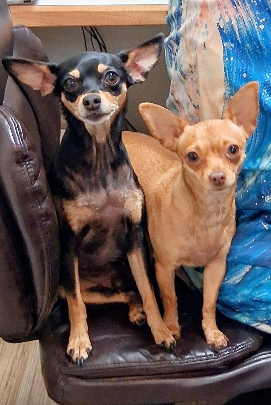German Shepherd dog being held, gazing into the camera with brown eyes, arms around the person.