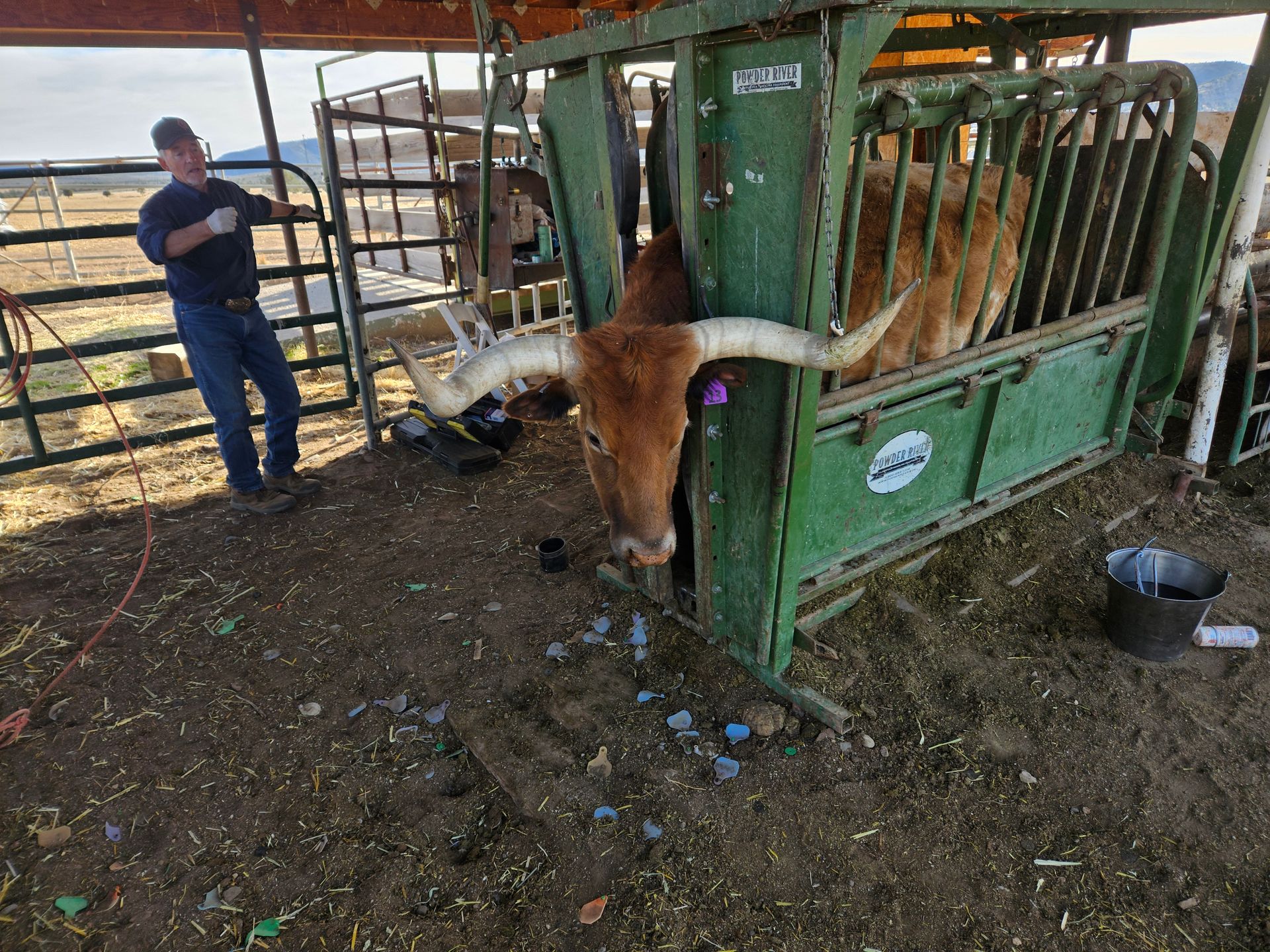 Veterinarian examining a horse's mouth, wearing gloves and a stethoscope, outside on a sunny day.