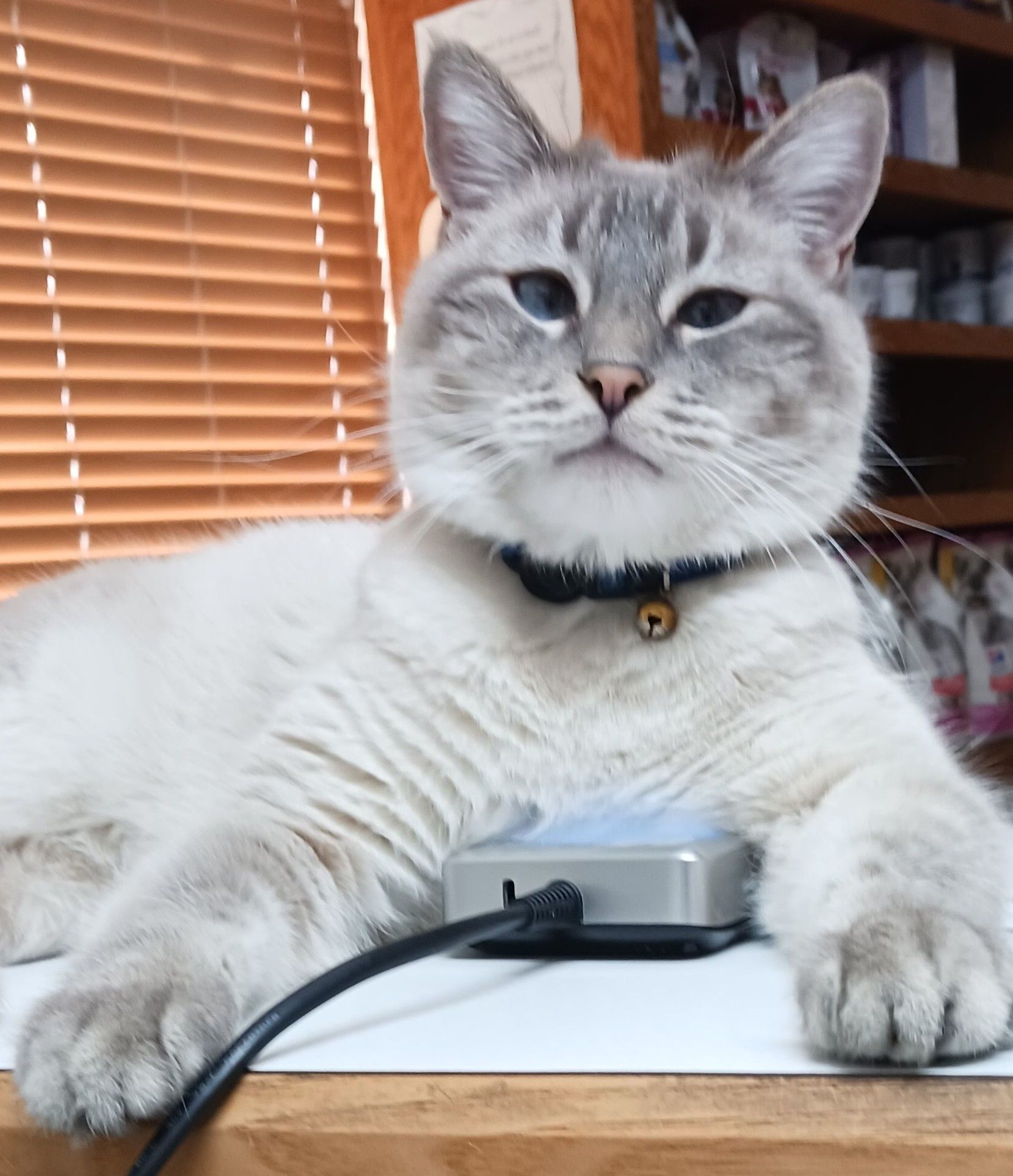Veterinarian examining an orange tabby cat's mouth; white gloves, vet clinic.