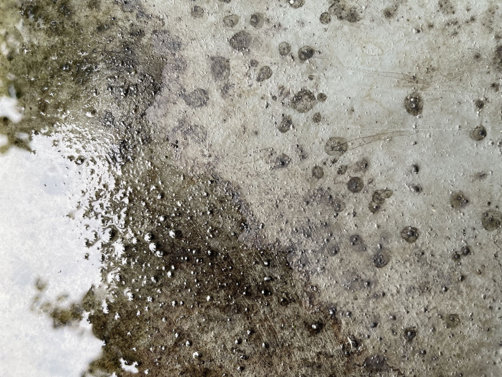 Close-up of dark mold colonies spreading across a damp interior wall with visible moisture damage Close-up of dark mold colonies spreading across a damp interior wall with visible moisture damage