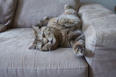 Cat on the Couch | Auburndale, FL | Wrights Floor & Rug Cleaners