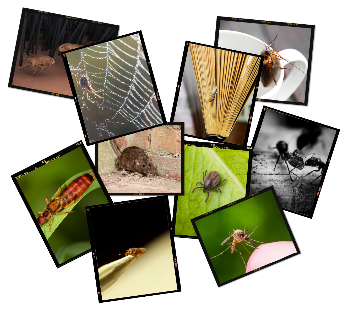 a collage of pictures of different insects and bugs