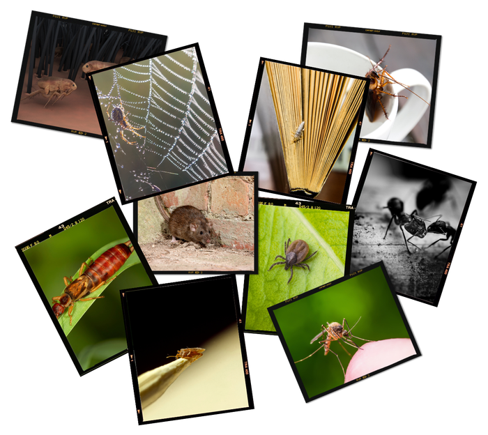 a collage of pictures of different insects and bugs