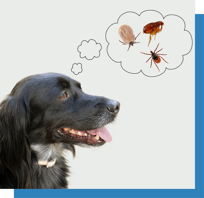 a dog is thinking about fleas and spiders in a thought bubble