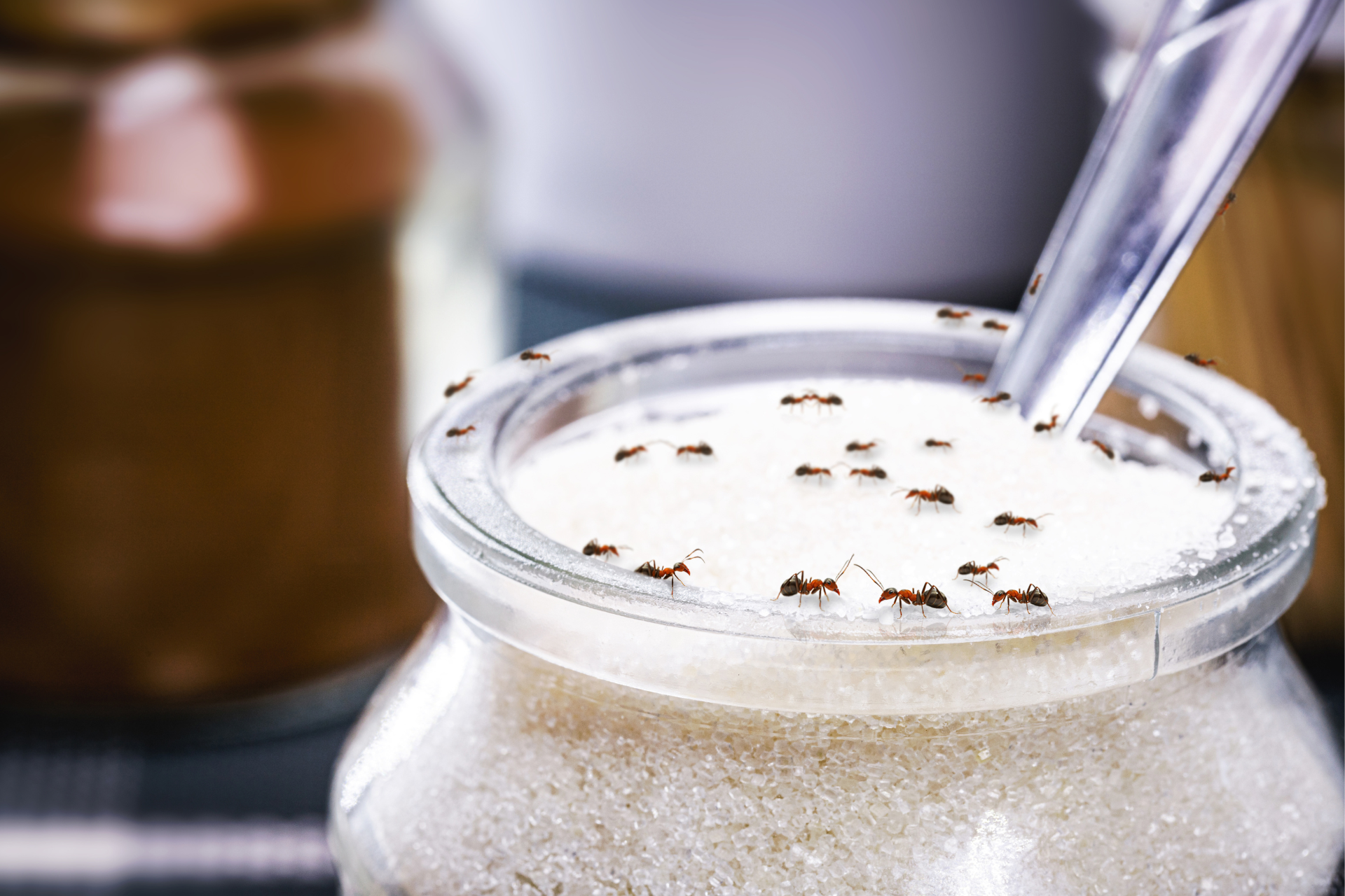 Ants are crawling on a jar of sugar with a spoon in it.