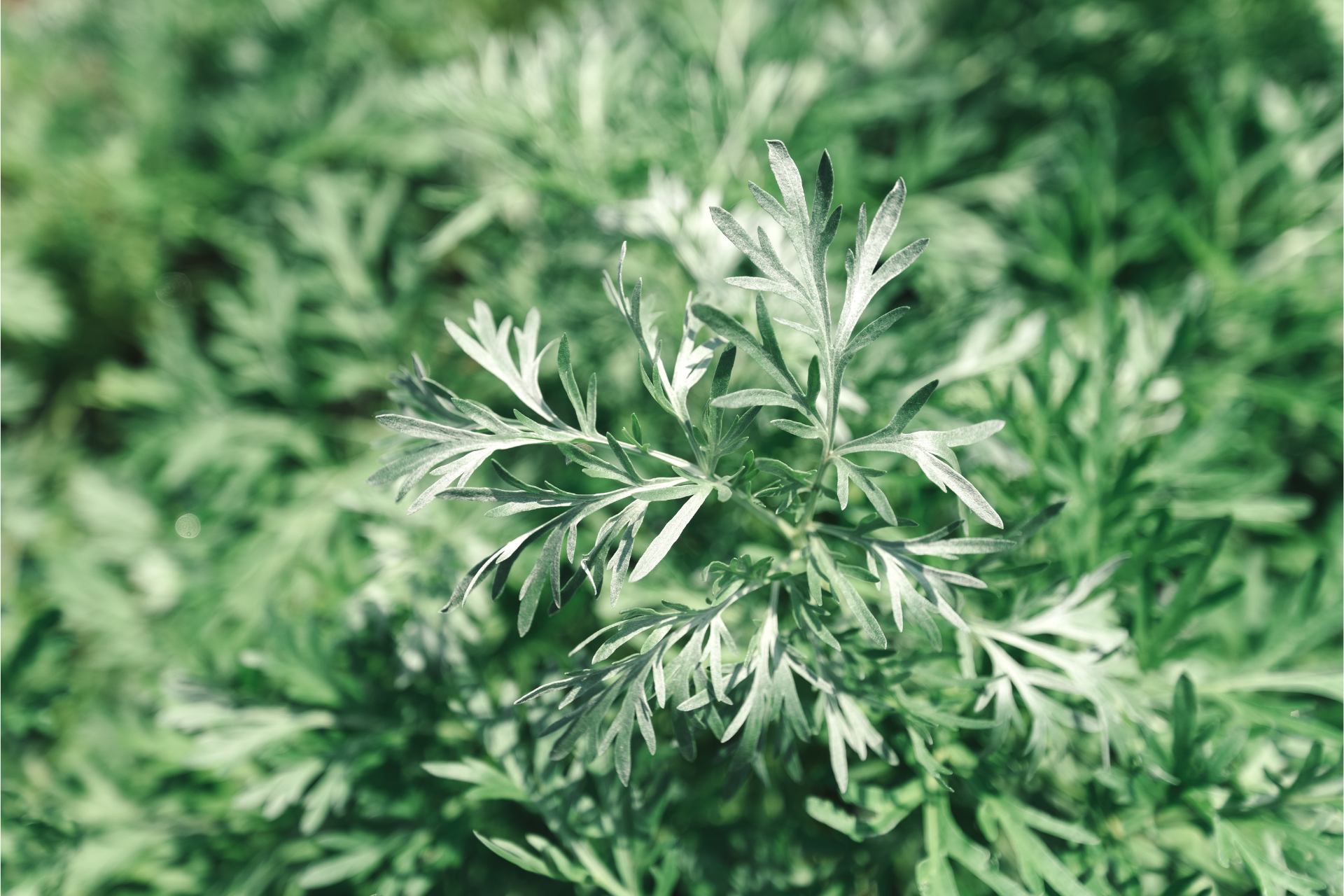 A close up of a green plant with white leaves.