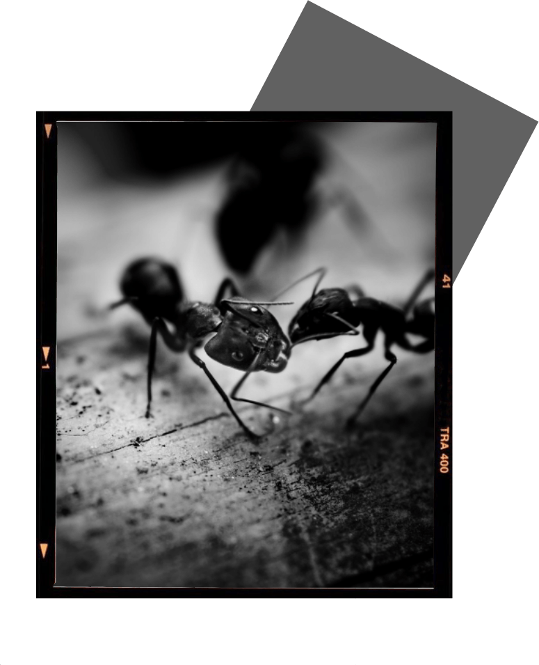 a black and white photo of two ants taken with a kodak film