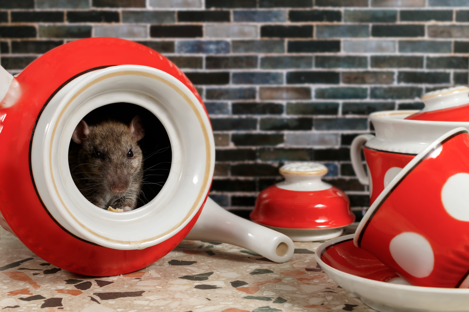 a rat is sticking its head out of a red teapot