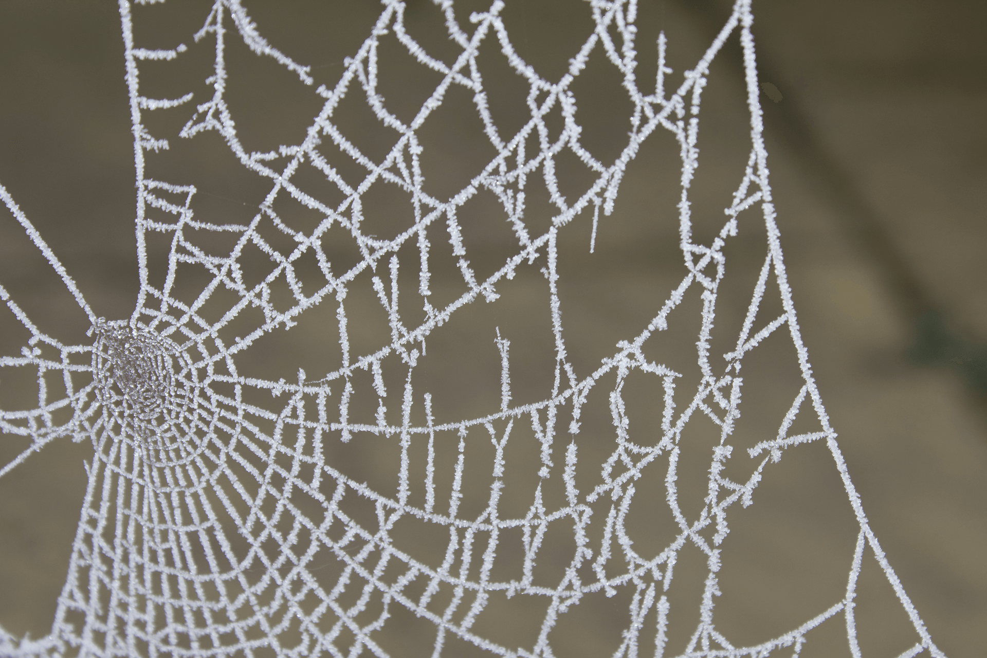 Spider Web In The Frost