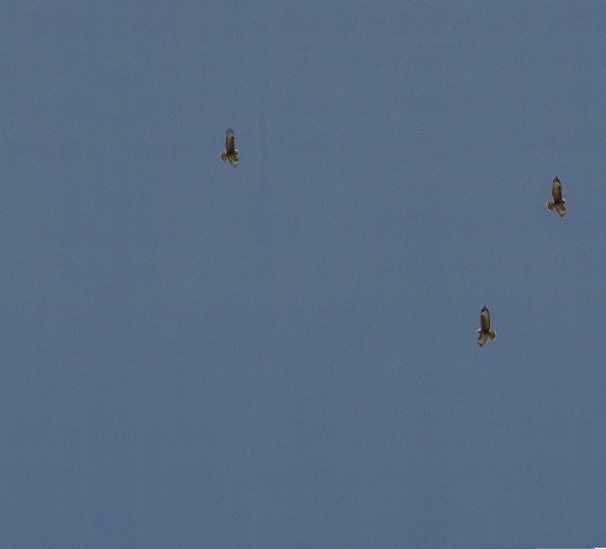 Drei braune Falken kreisen am klaren blauen Himmel. DiashowText: Aber das Gelaber von ...