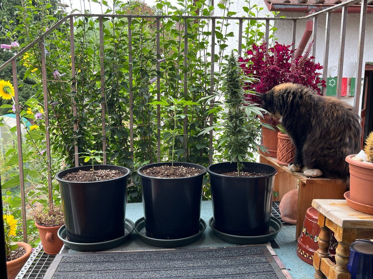 Cannabis draußen in Töpfen