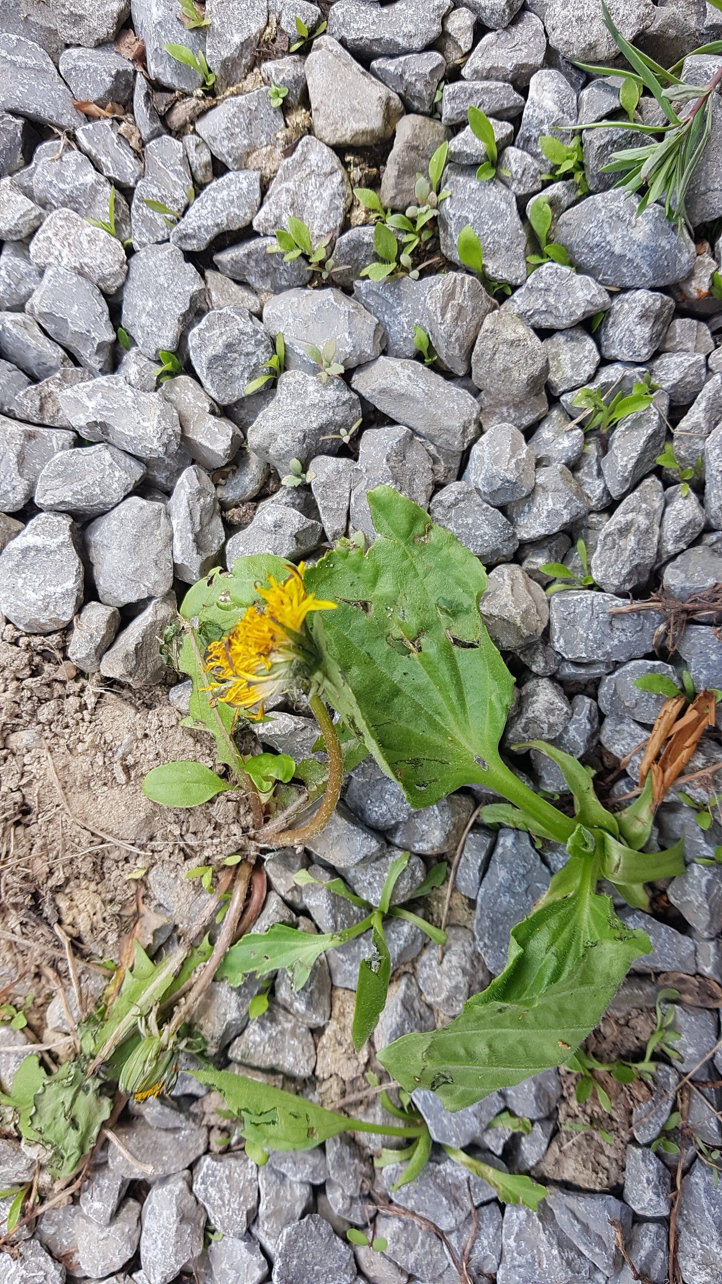 Yellow dandelion growing in gray gravel.