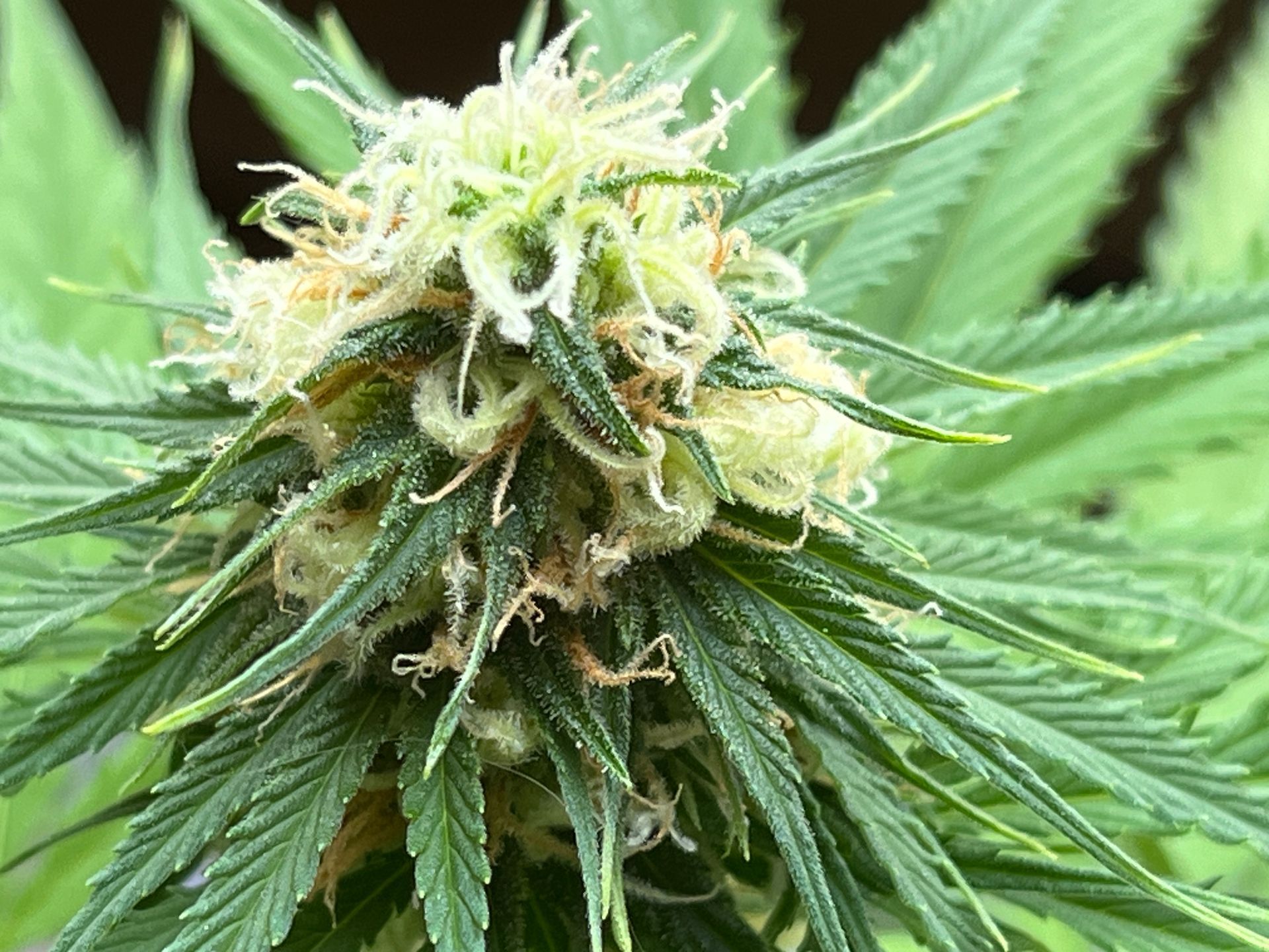 Cannabis-Blüte
