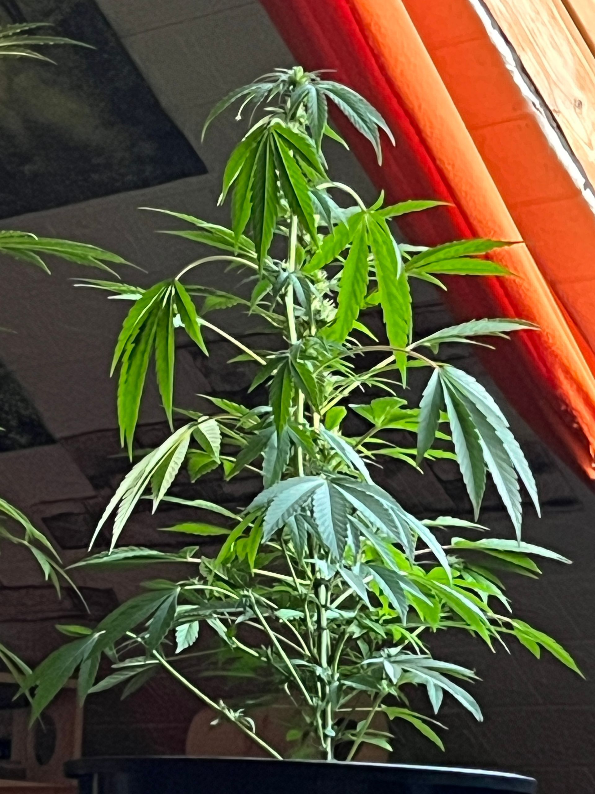 Lady Petra hochgewachsen