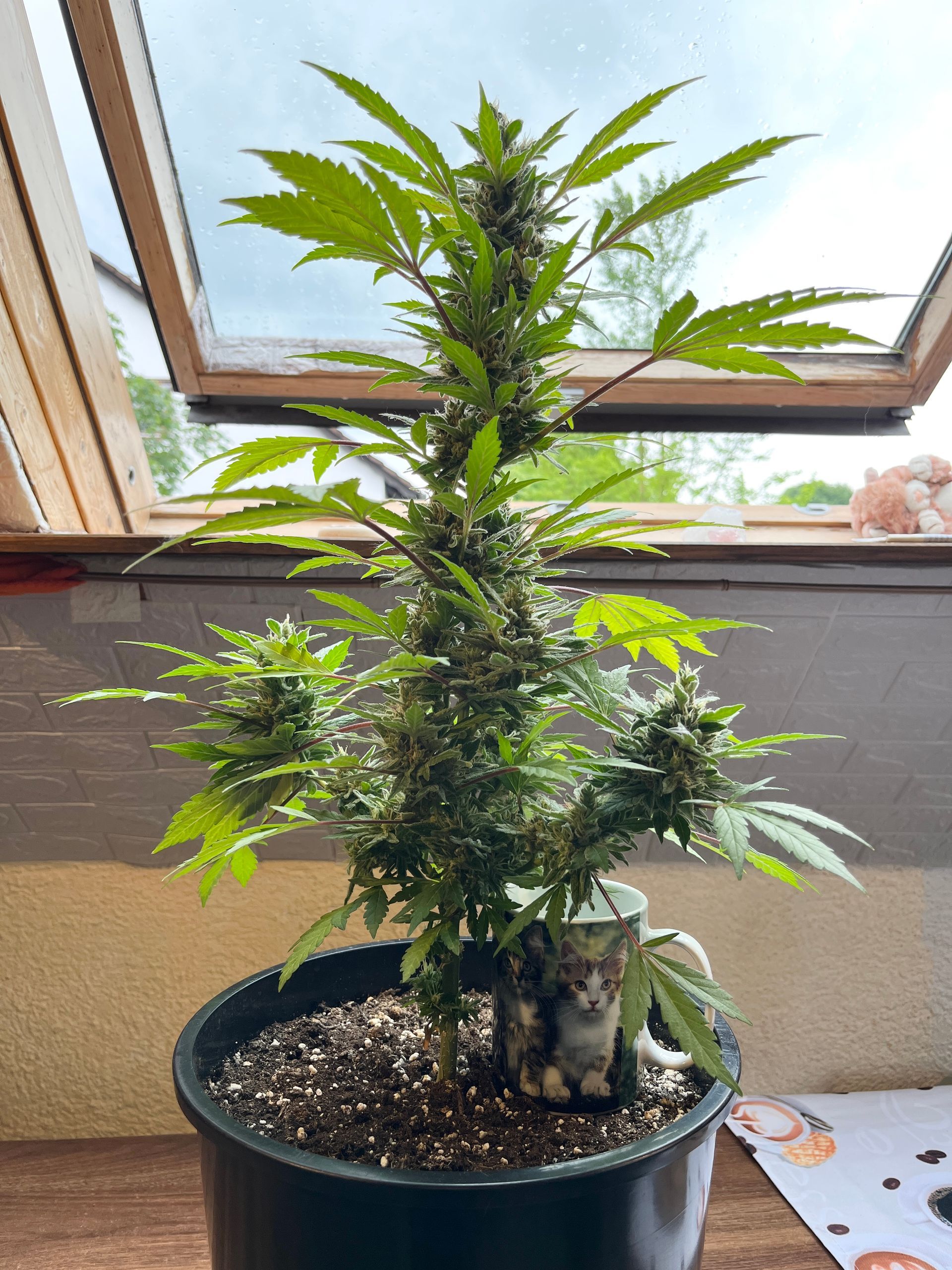 Lady Paula kurz vor der Ernte