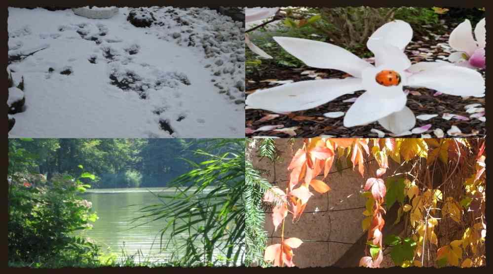 Four images representing seasons: snow, blooming flower, lake scene, autumn leaves.