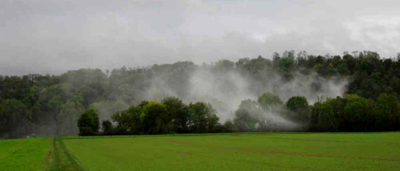 Grünes Feld, über dem Nebel unter einem bewölkten Himmel über die Bäume zieht.