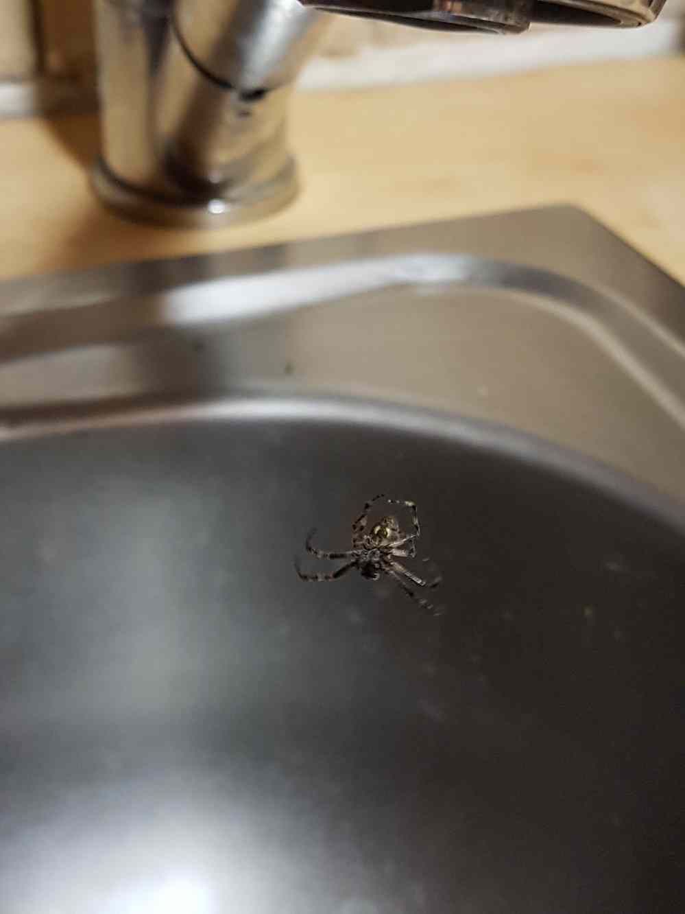 Kreuzspinne im Küchenbecken