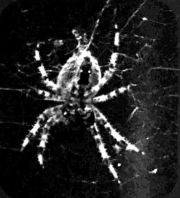 Spinne im Netz, dunkler Hintergrund. Die Spinne ist dunkel mit hellen Zeichnungen an den Beinen.