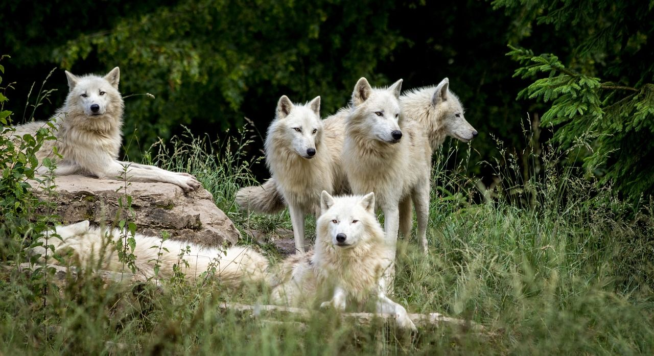 Five white wolves in a grassy field; several sit, some stand, looking toward the right with foliage in background.
