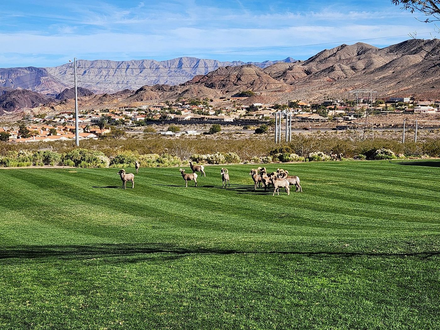 Bighorn sheep grazing with mountain background.