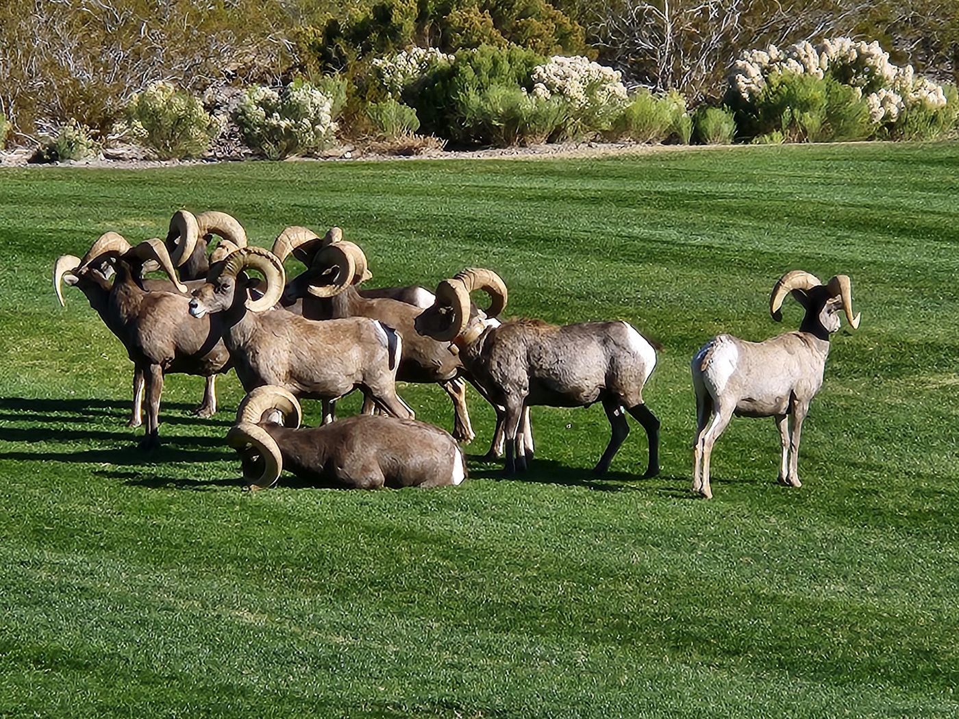 Heard of bighorn sheep on grass.