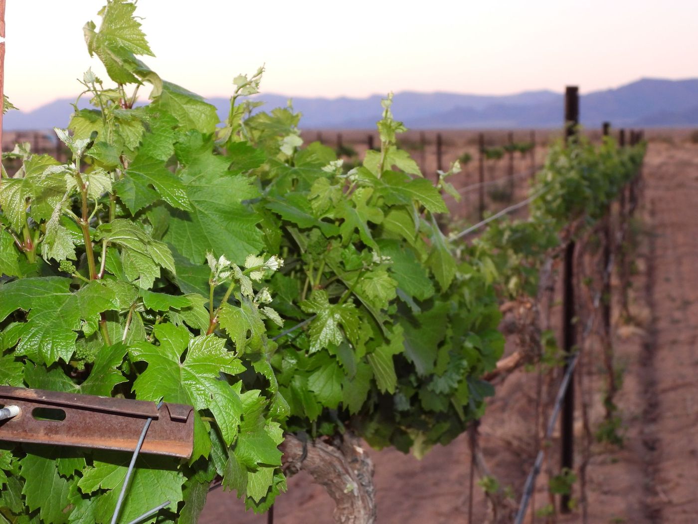 Grape bush at vineyard.