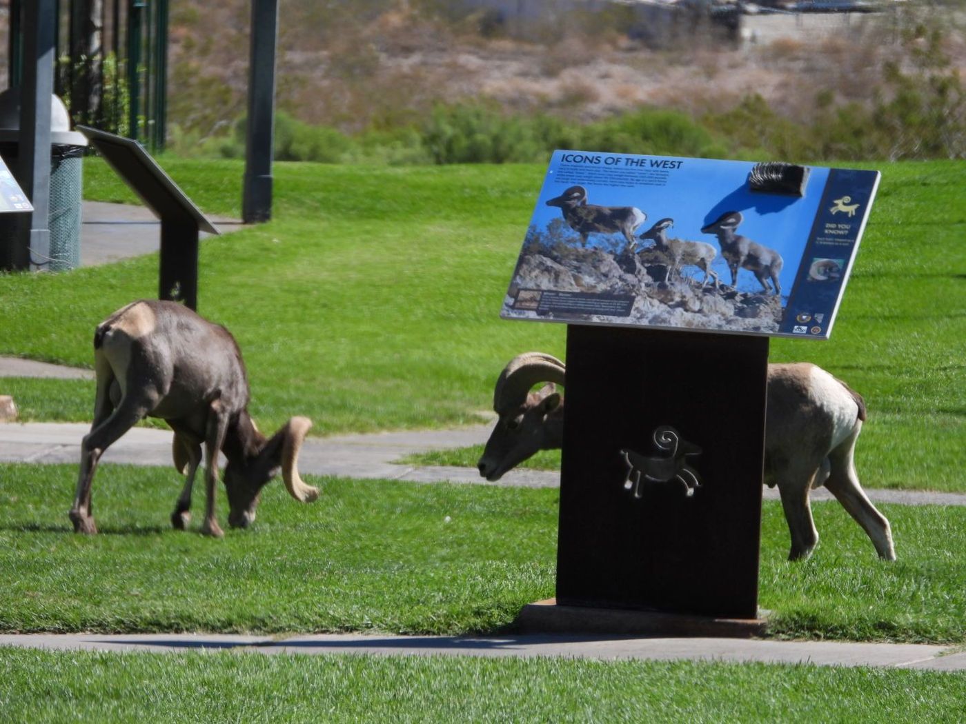 Bighorn sheep behind sign.