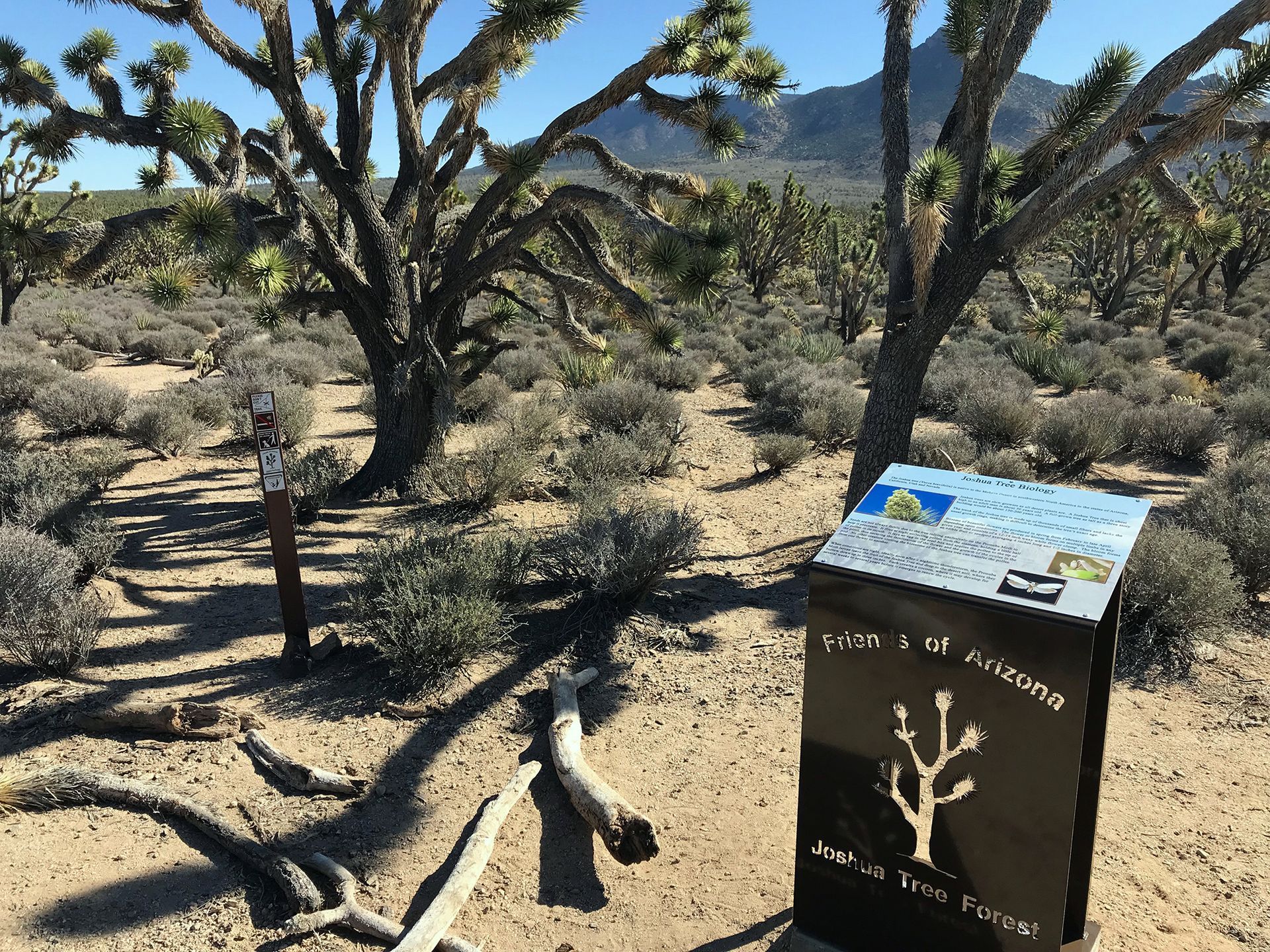 Podium with joshua trees mountain background.