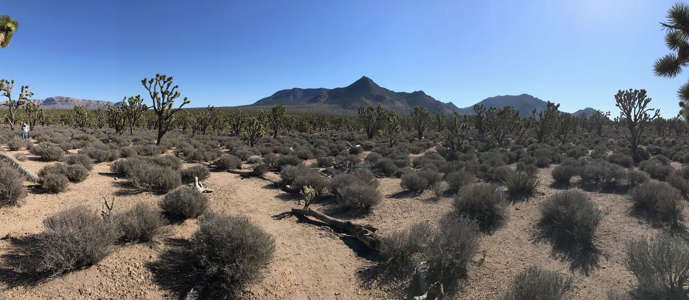 Joshua trees with two mountains.