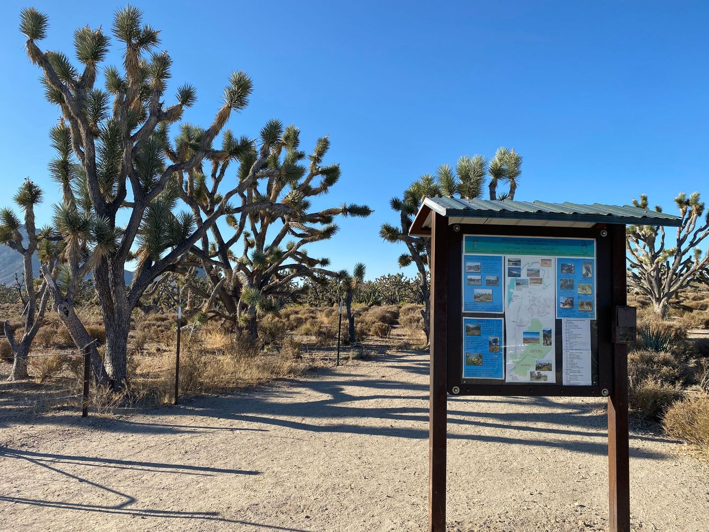 Joshua trees behind fence with mountain background.