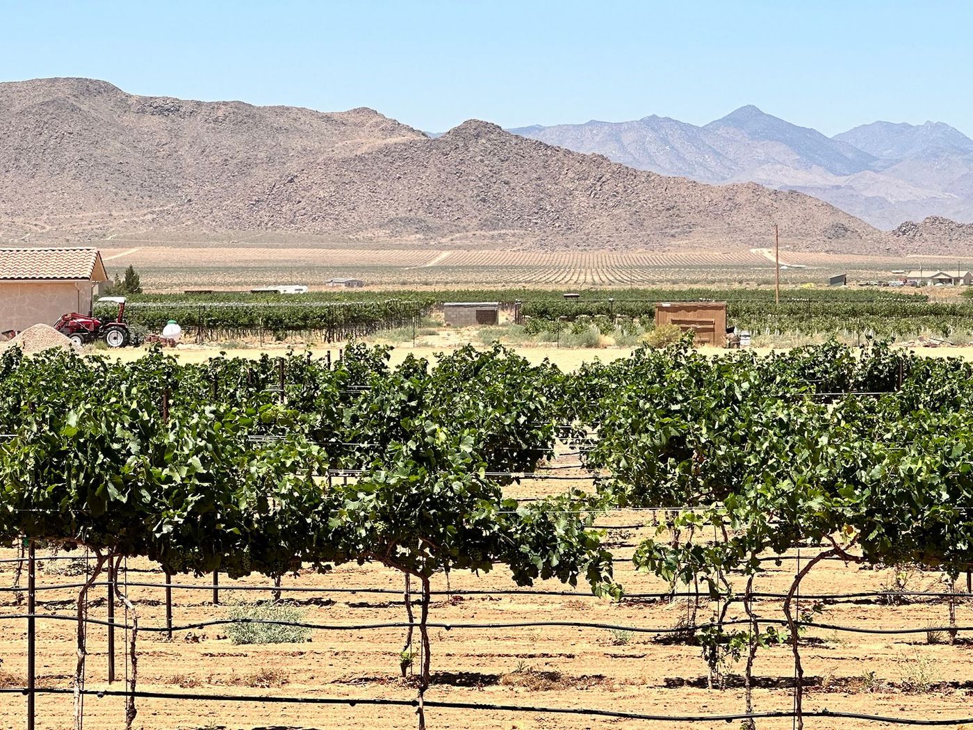 Vineyard outside of Kingman, Arizona.