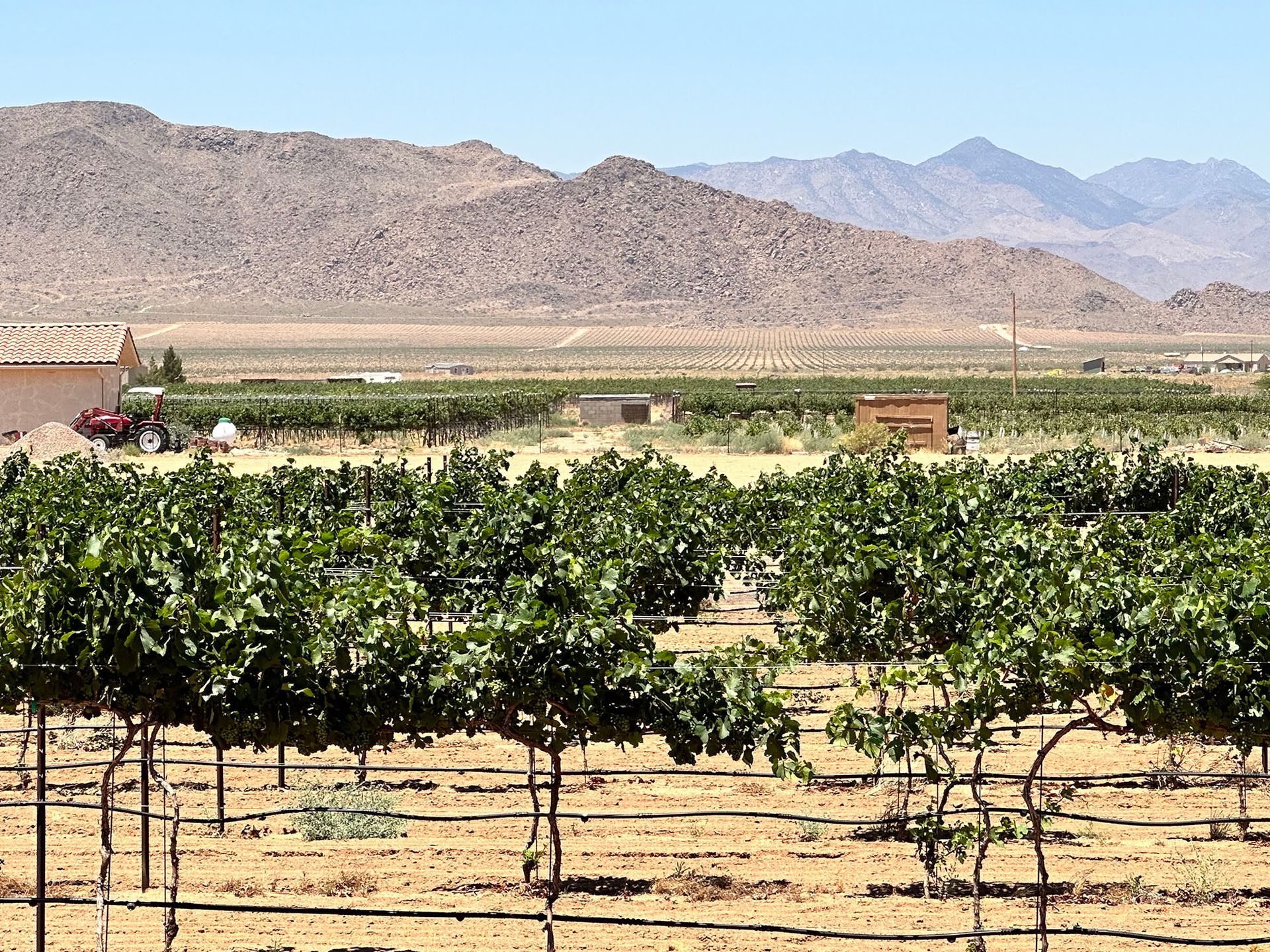 Vineyards in the cool mountain ranges for Laughlin Scenic Tours wine, distillery, bistro, or brewery tour. 