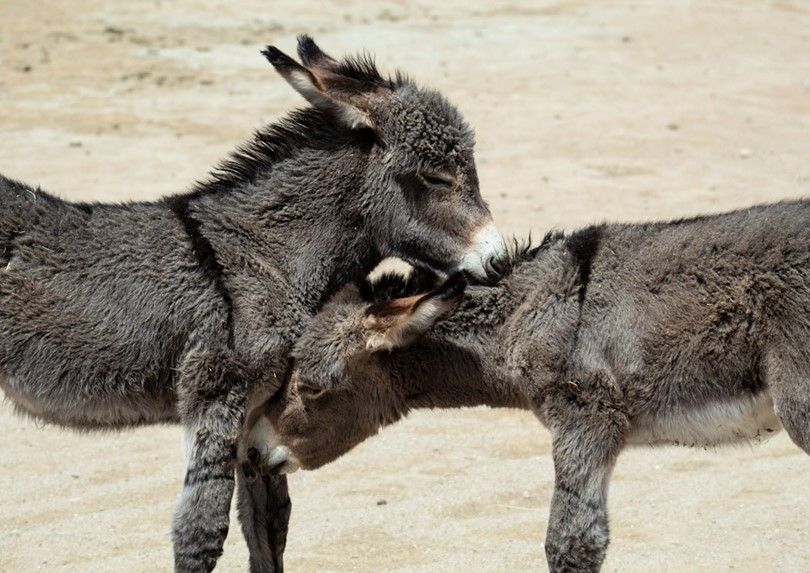 Oatman burros.