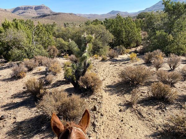 A horse is riding through a desert landscape with mountains in the background.