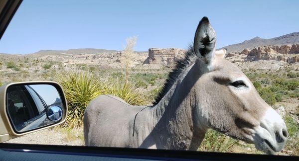 A donkey is sticking its head out of a car window.