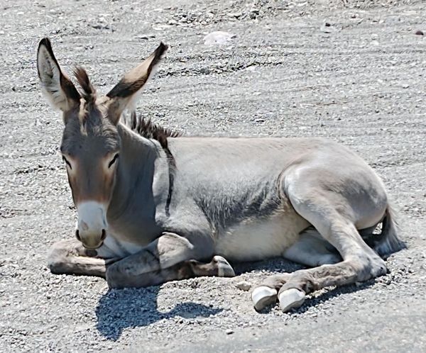 A donkey is laying down on the ground in the dirt