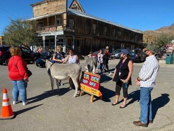 Oatman burros.