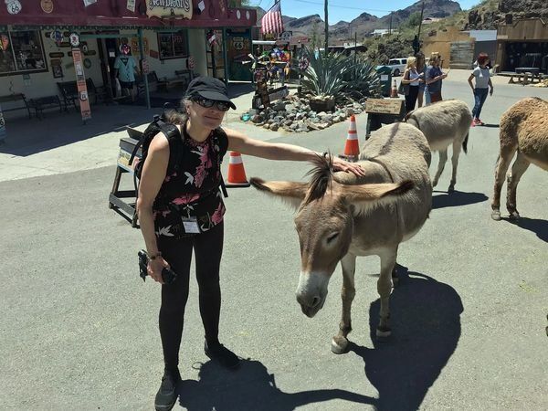 Person petting oatman burro.
