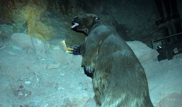 A bear is standing on its hind legs in the snow.