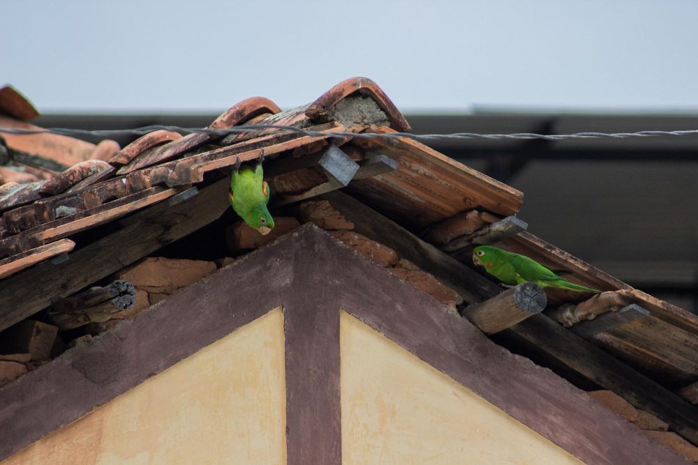 Two green birds are perched on the roof of a building.
