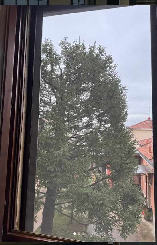 Una vista da una finestra che si affaccia su un grande albero sempreverde contro un cielo nuvoloso, con scorci di edifici vicini.