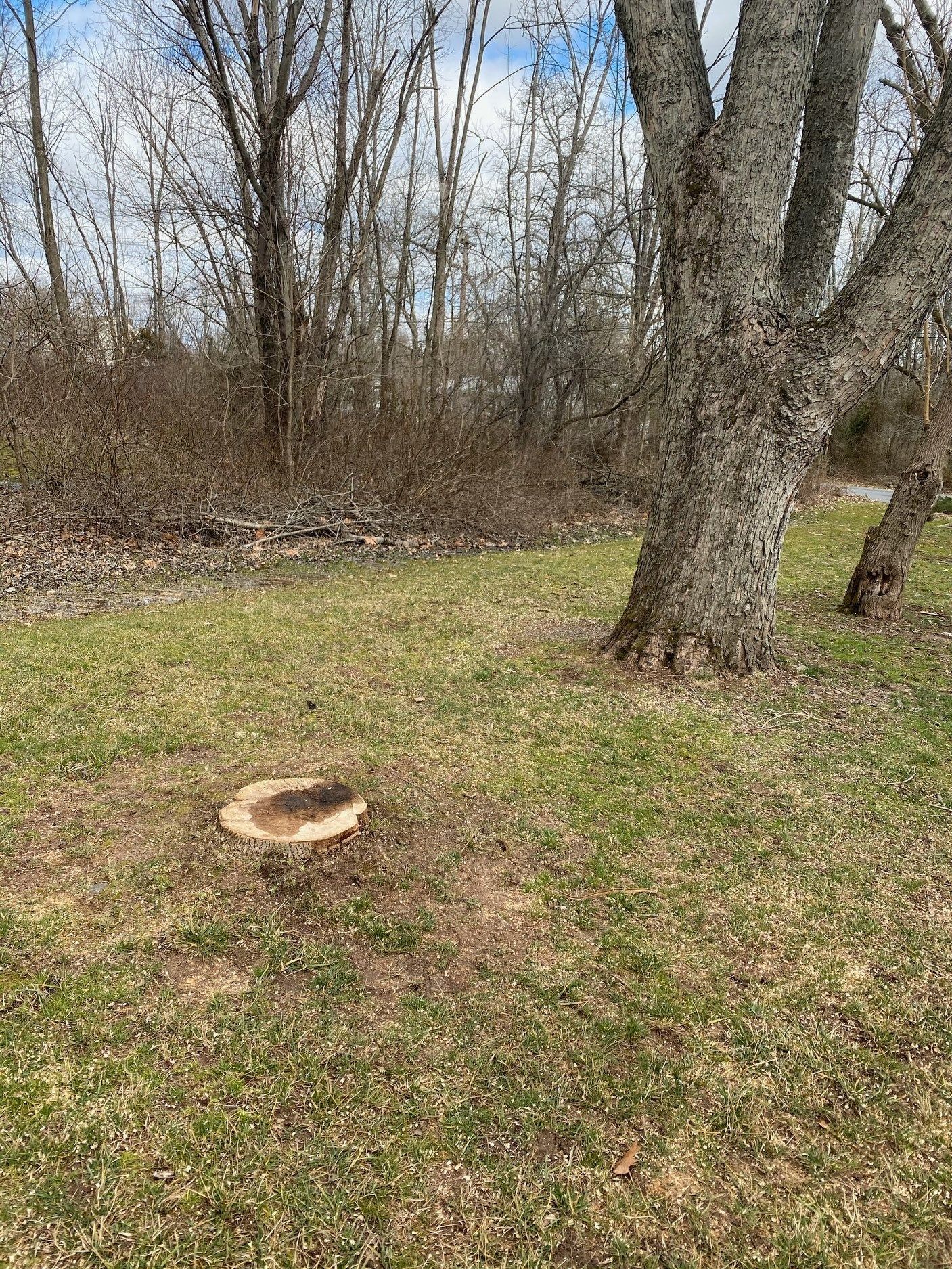 Before Stump Removal | Collegeville, PA | Triple A Tree Service PA