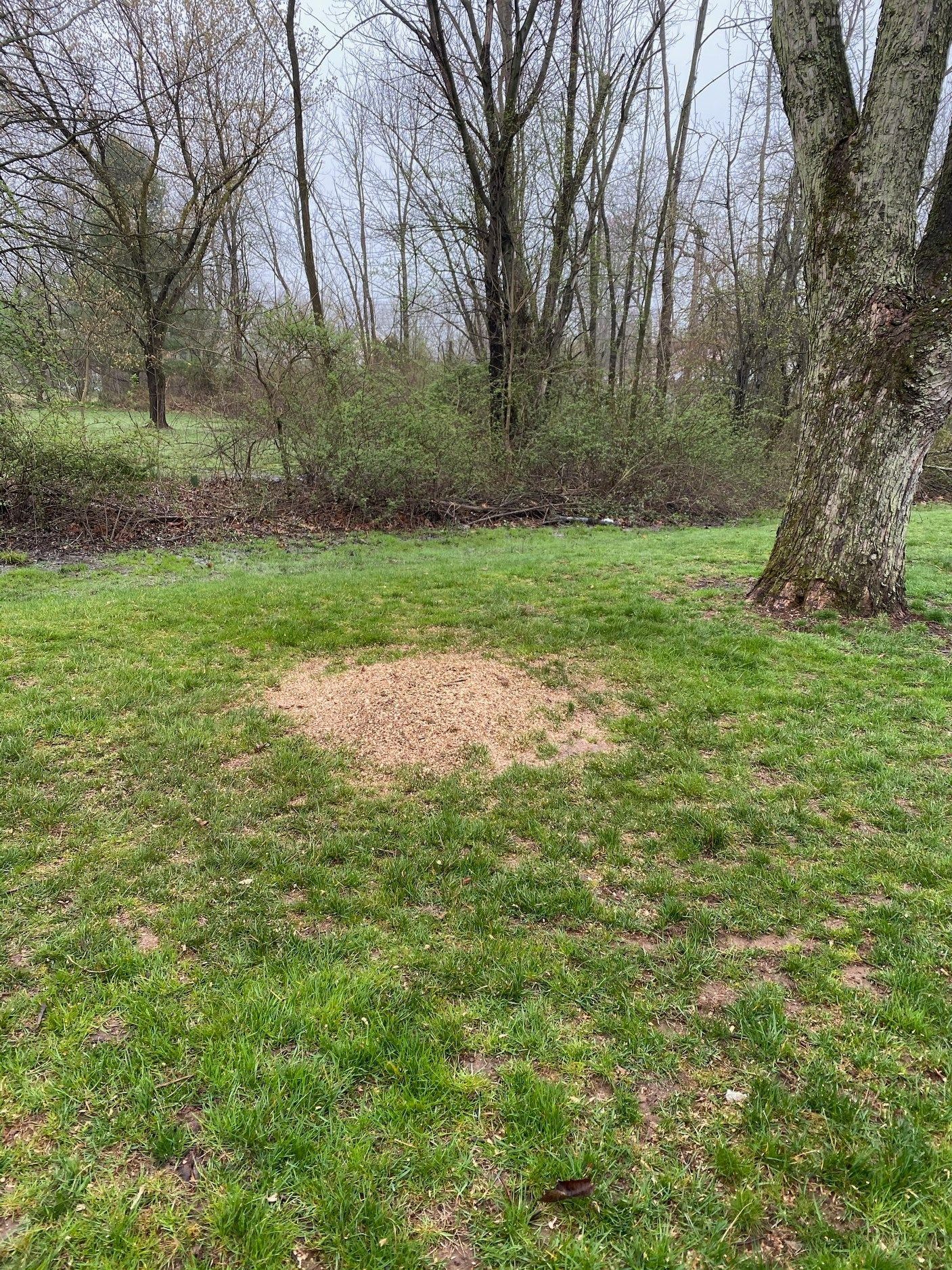 After Stump Removal | Collegeville, PA | Triple A Tree Service PA