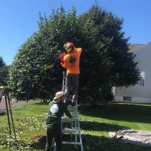Two Men Are Standing on A Ladder Cutting a Tree | Collegeville, PA | Triple A Tree Service PA