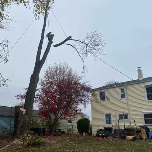 A Tree Is Being Cut Down in Front of A House | Collegeville, PA | Triple A Tree Service PA