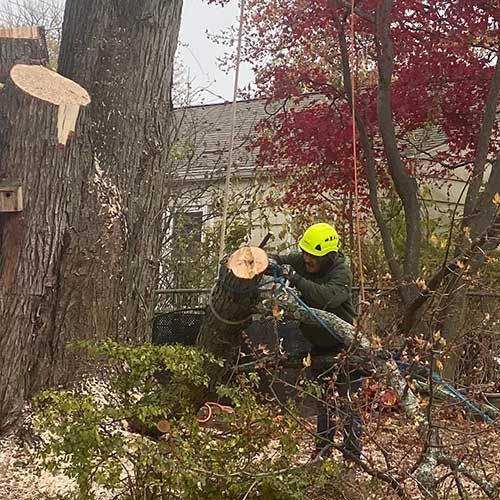 A Man Is Cutting Down a Tree with A Chainsaw | Collegeville, PA | Triple A Tree Service PA