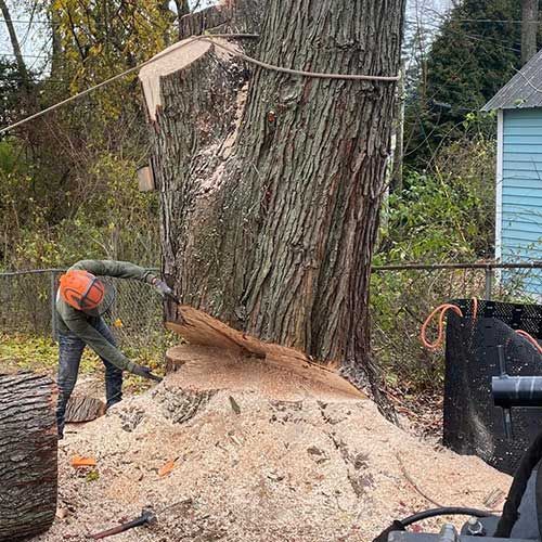 A Man Is Cutting Down a Large Tree Stump with A Chainsaw | Collegeville, PA | Triple A Tree Service PA